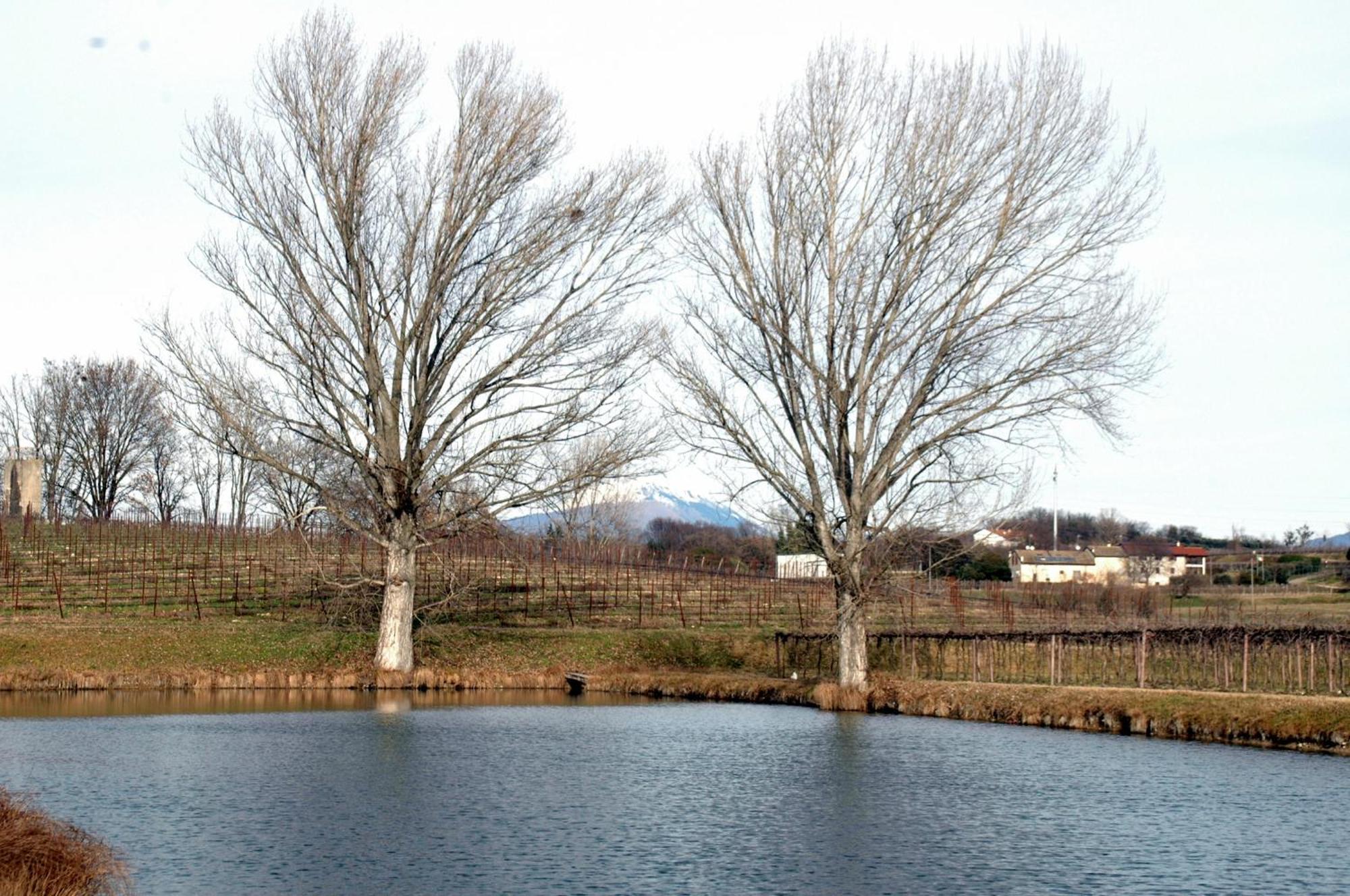 Seiterre Agriturismo Tenuta San Leone Valeggio sul Mincio Extérieur photo